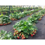 Агроволокно PREMIUM-AGRO 50g/м²/ 3,2*10м, черное, в пачке